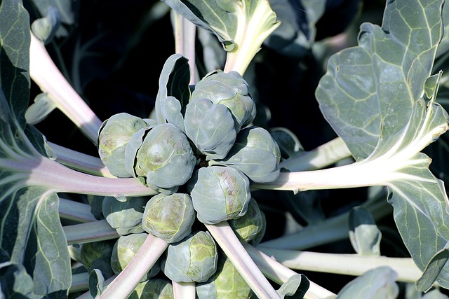 布鲁塞尔豆芽 蔬菜 布鲁塞尔卷心菜 - 上的免费照片