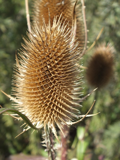 Teasle 干的 棕色 - 上的免费照片