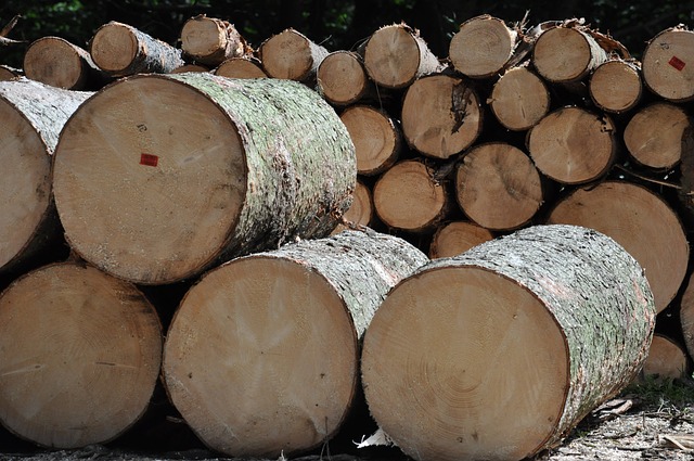 木头 树 锯木厂 - 上的免费照片
