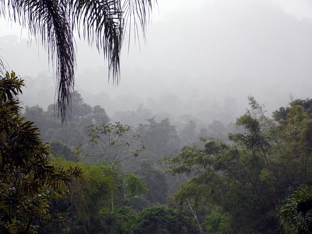 雾 丛林 森林 - 上的免费照片
