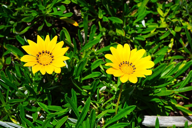 加沙尼亚 花 开花 - 上的免费照片