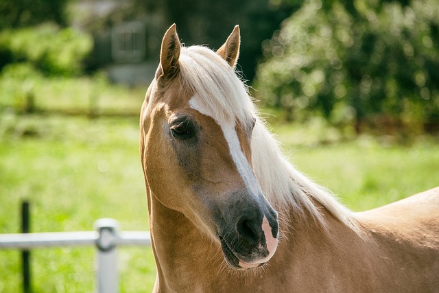 Haflinger 马 母马 - 上的免费照片