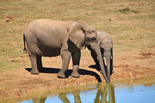 大象 非洲布什大象 动物 - 上的免费照片