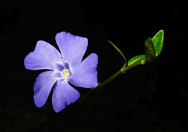 常绿 花 开花 - 上的免费照片