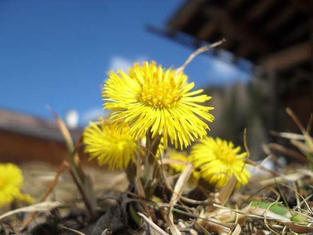 款冬 花 开花 - 上的免费照片