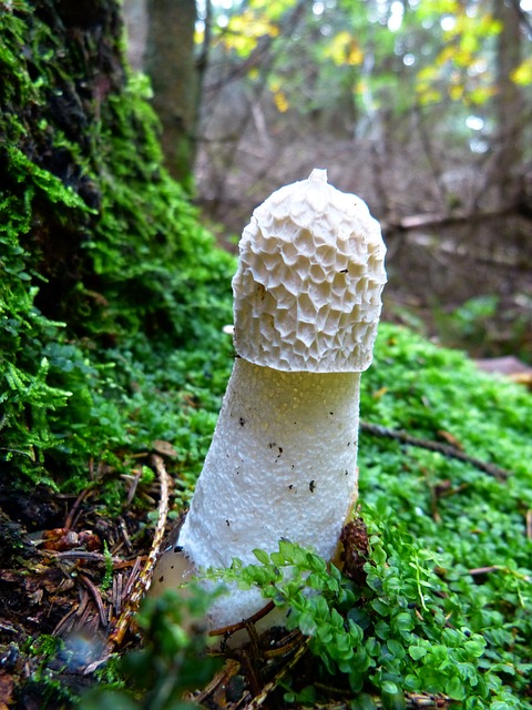 莫雷尔 蘑菇 软管真菌 - 上的免费照片