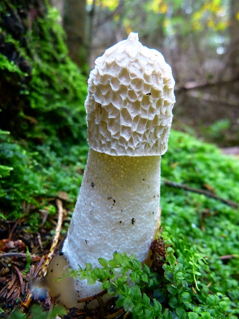 莫雷尔 蘑菇 软管真菌 - 上的免费照片