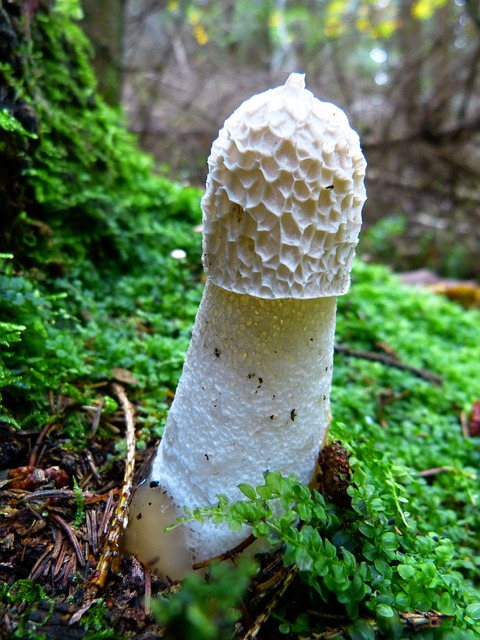 莫雷尔 蘑菇 软管真菌 - 上的免费照片