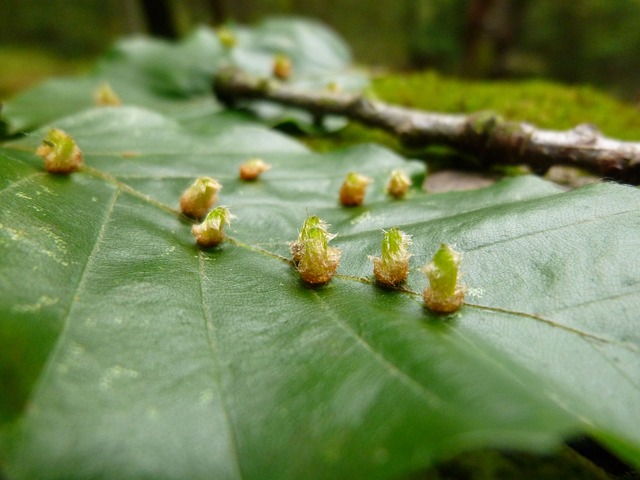 山毛榉瘿蚊 昆虫 两翼 - 上的免费照片