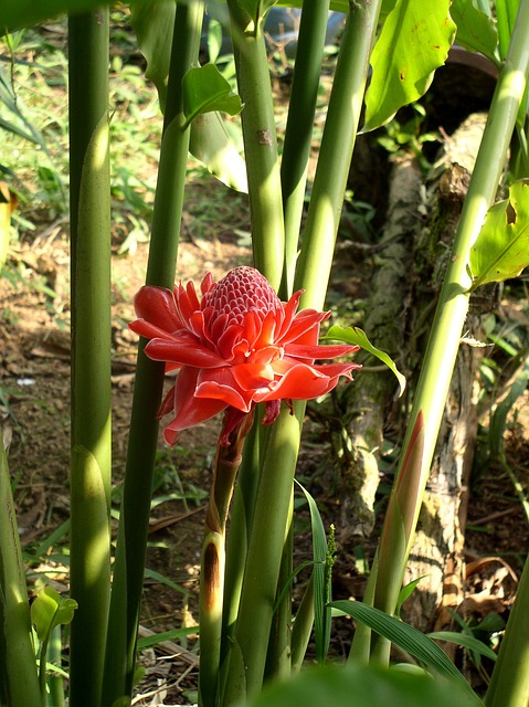 普罗蒂 花 变形杆菌 - 上的免费照片