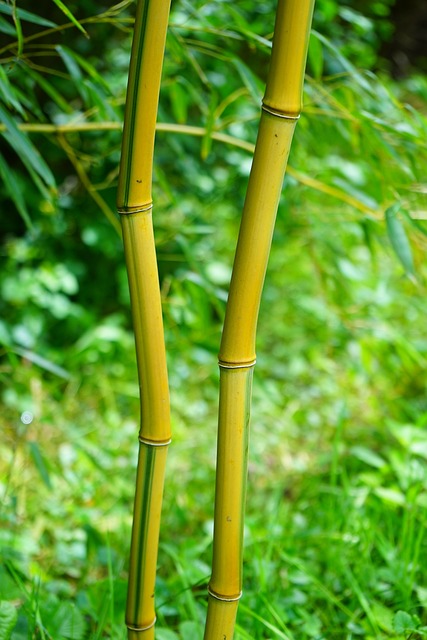 竹子 茎 绿色 - 上的免费照片