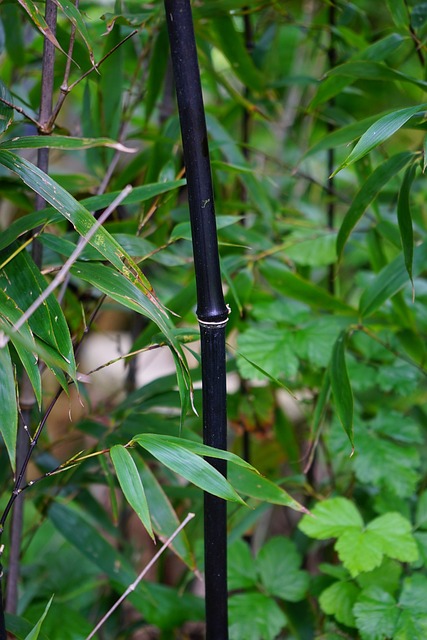 黑竹 茎 节点 - 上的免费照片