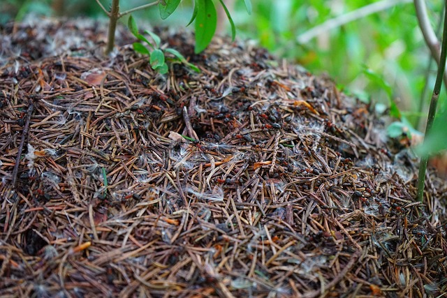 木蚁山 木蚁 聚四氟乙烯 - 上的免费照片