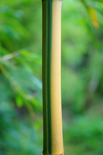 金竹 茎 绿色 - 上的免费照片