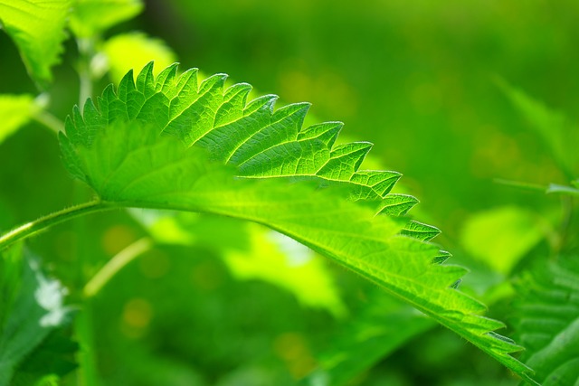 树叶 荨麻 植物 - 上的免费照片