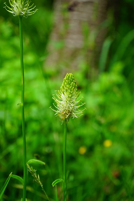 一岁魔爪 花 开花 - 上的免费照片