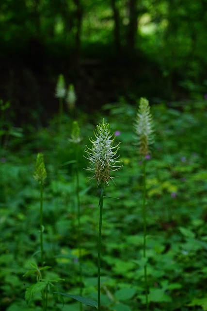 一岁魔爪 花 开花 - 上的免费照片