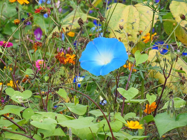 Vetches 开花 蓝色的 - 上的免费照片