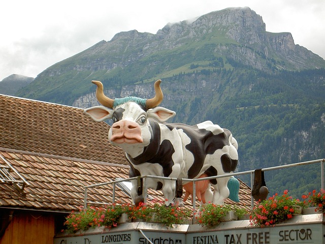 奶牛 雕塑 瑞士 - 上的免费照片