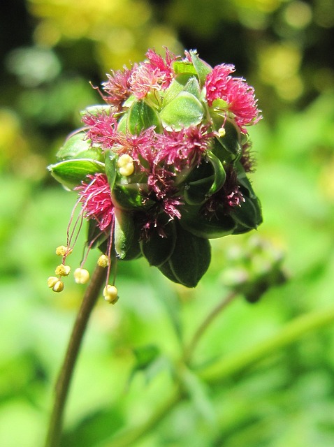 Pimpinella 花 开花 - 上的免费照片