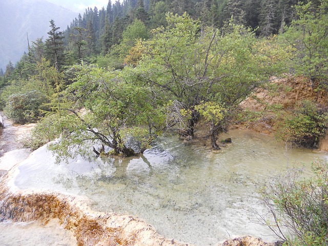 黄龙 树 水 - 上的免费照片