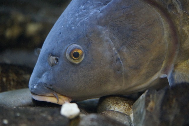 鱼 鱼头 鱼眼 - 上的免费照片