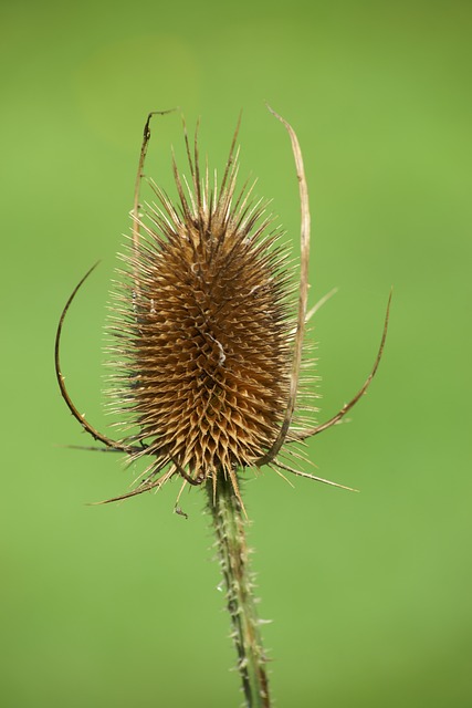 富勒的挑逗 Teasel 花 - 上的免费照片