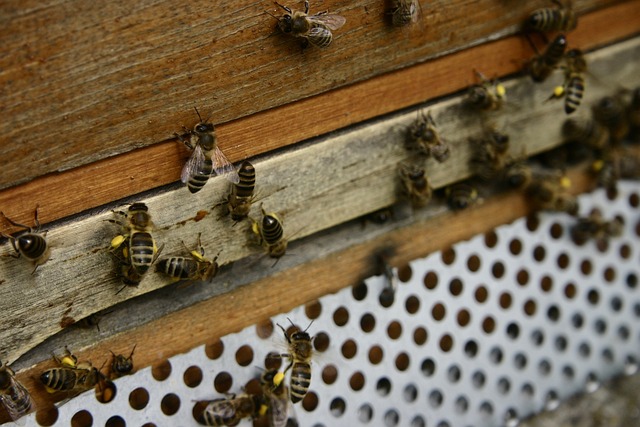 蜜蜂 花粉 花粉内裤 - 上的免费照片