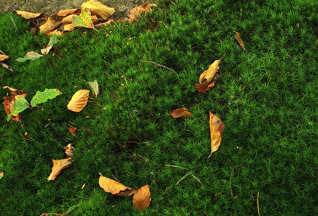 下 森林苔藓 绿色 - 上的免费照片