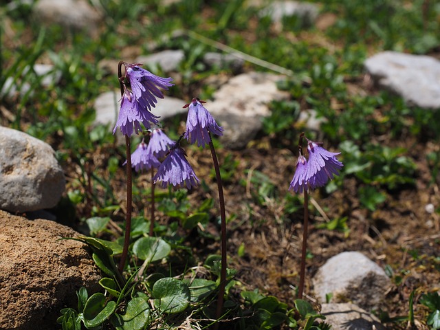 高山 Soldanella 花 紫色的 - 上的免费照片