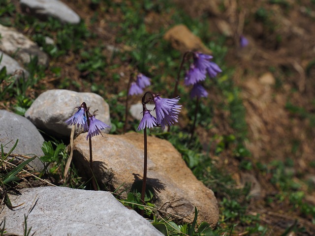 高山 Soldanella 花 紫色的 - 上的免费照片