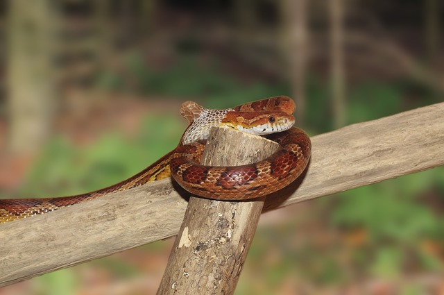 玉米蛇 线 剥皮 Pantherophis Guttatus - 上的免费照片