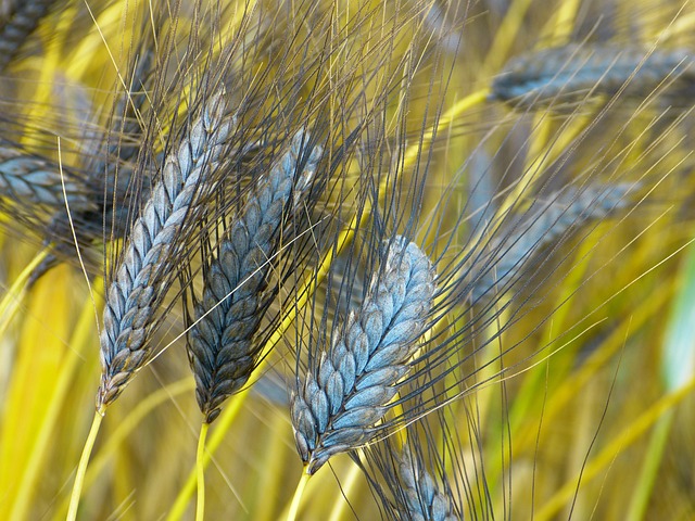 埃默 原粮 小麦 Dicoccum 黑色二粒小麦 - 上的免费照片