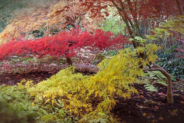 日本枫树 日本槭 桑伯格的扇子枫 - 上的免费照片