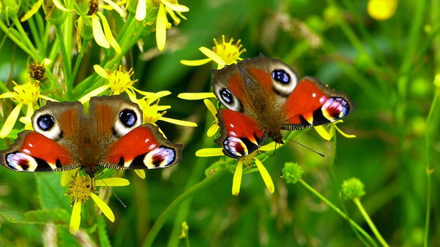 蝴蝶 孔雀蝴蝶 昆虫 蛱蝶 - 上的免费照片