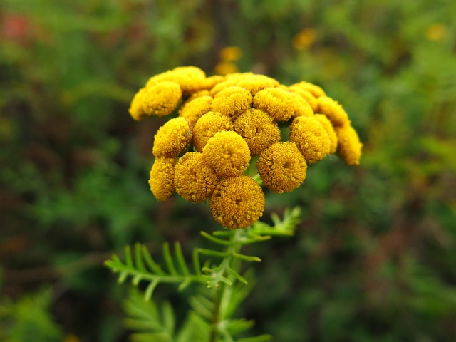 花 黄色 植物 - 上的免费照片