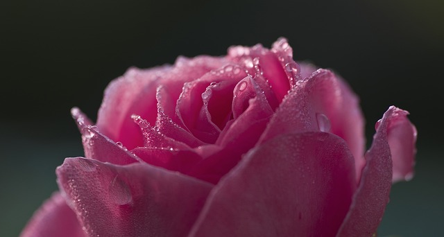 玫瑰 露 粉色的 - 上的免费照片