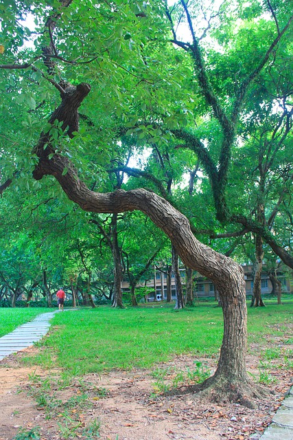 广州 中山大学 绿化 - 上的免费照片