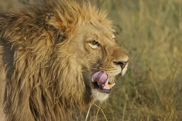 狮子 捕食者 猫科动物 - 上的免费照片