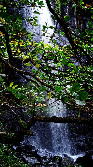 叶栅 留尼汪岛 水 - 上的免费照片