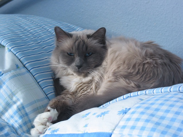 猫 神圣 Birman - 上的免费照片