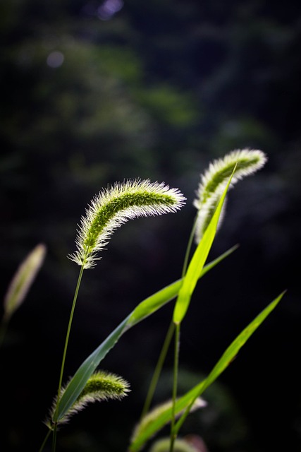 草 毛毛草 狗尾巴草 - 上的免费照片