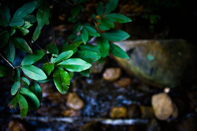 植物 重渡沟 水 - 上的免费照片