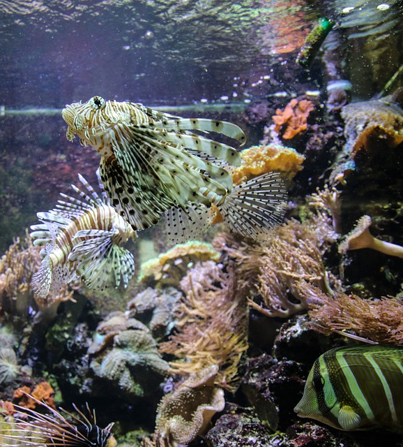 魔鬼鱼 水族馆 海 - 上的免费照片