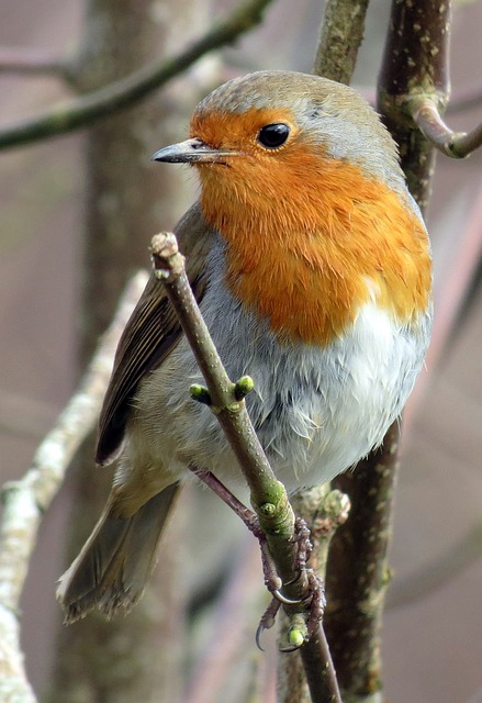 知更鸟 欧洲知更鸟 Erithacus Rubecula - 上的免费照片