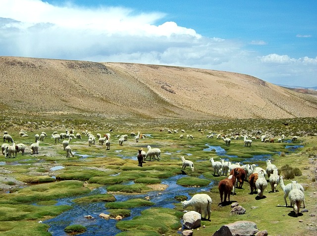 羊驼 秘鲁 电话 - 上的免费照片