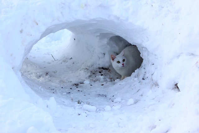 冬天 猫 雪 - 上的免费照片