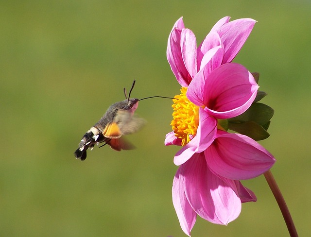 蜂鸟蛾 蝴蝶 星状巨舌 - 上的免费照片