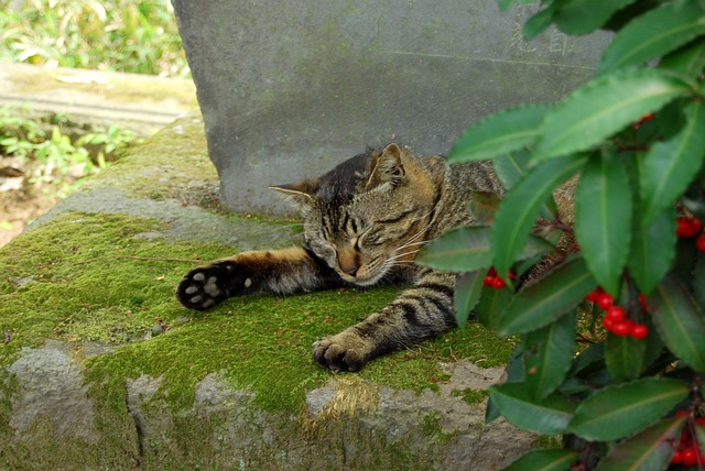 猫咪 困 川越 - 上的免费照片