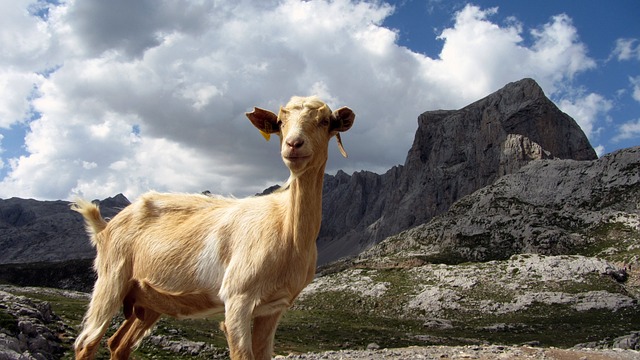 山羊 山 动物 - 上的免费照片